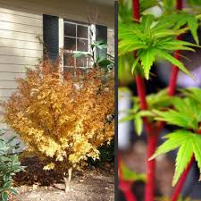Here you can explore hq japanese maple transparent illustrations, icons and clipart with filter setting like size, type, color etc. Fjellheim Dwarf Coral Bark Japanese Maple 2 Gallon Tree New Arrivals Gardener Direct