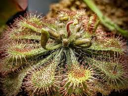 Image result for Drosera dielsiana