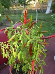 Image result for Capsicum baccatum