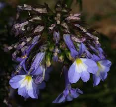 Image result for Lobelia pteropoda