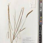 Image result for Andropogon perligulatus