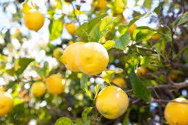 We did not find results for: How To Grow Lisbon Lemon Trees