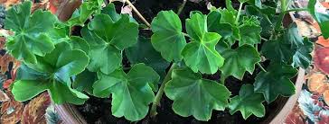 Image result for cuttings of geraniums