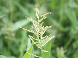 Image result for Urochloa reptans