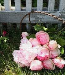 After reading this you will want to grow your own cabbage roses. Pink Cabbage Roses Peonies Pink Cabbage Roses And Peonies Picmix
