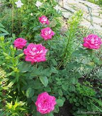 Acapella Rose Hybrid Tea Rose From Tantau Roses amazing vocal skills singing compilation blackpink, nika rose hymn for the weekend coldplay acapella cover, acapella rose eyes closed halsey cover, nika rose yakutyanochka l one acapella cover. acapella rose hybrid tea rose from tantau