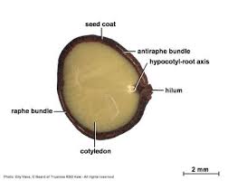 Image result for Brachystegia utilis
