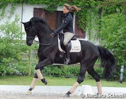 Matthias schoenaerts (/ ˈ ʃ oʊ n ɑːr t s /; Dorothee Schneider Riding Happy Horses Horses Horse Breeds Warmblood Horses