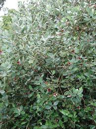 Image result for Feijoa sellowiana