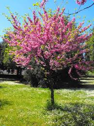 Un vero spettacolo per gli occhi grazie a questo colore così raffinato e senza tempo che sa sempre affascinare. Articoli Per Il Giardino E L Arredamento Di Esterni Piante Semi E Bulbi Albero Di Giuda Lilla Cercis Siliquastrum Fiore Rosa Pianta In Vaso Nero Torrem Fr