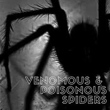 They are most likely to be found on the ground in open areas, such as farm fields and grassy areas or harboring wolf spiders are not aggressive, and will not bite unless frightened or provoked. The Danger Of Spider Bites To Your Dog With Photos Pethelpful