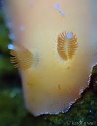 Image result for Rorippa nudiuscula