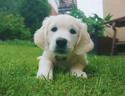 Image result for zlatý retrívr