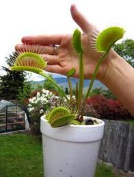 Monster Flytrap The Dc Xl Venus Fly Trap Clone Plants Venus Fly Trap Carnivorous Plants