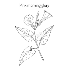 Image result for Ipomoea involucrata