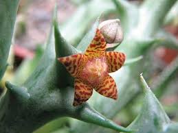 Image result for Orbea schweinfurthii