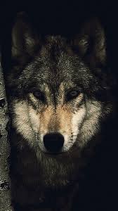 Wallpaper Lone Wolf Logo Free download wolf wallpaper hd to your iphone or android. wallpaper lone wolf logo
