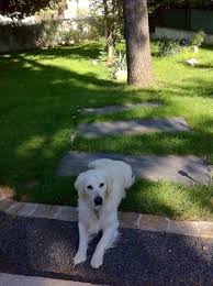 Résidence tous poils pension familiale de luxe pour petits