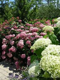 We did not find results for: Landscape Problem Solved Carolyn S Shade Gardens