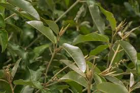 Image result for Croton gratissimus