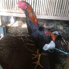 By rhoda yost july 08, 2021 post a comment Peternak Ayam Bangkok Ngampel Papar Kediri Farm Shop Ayam Bangkok Bk