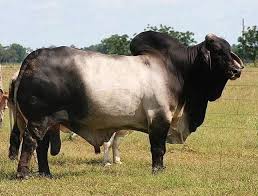 272 Curtidas 0 Comentarios Toca Sevilla Tocasevilla No Instagram 3 0 The Machine Los Numeros Lo Dicen Los Resultados L In 2020 Animals Cow