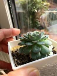 多肉植物エケベリア系の 葉が下に垂れてしまうのは徒長ですか 成長点は 綺麗 Yahoo 知恵袋