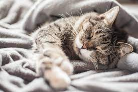 Thank you, selena warren warren for your question: Do Cats Get Cold Here S How Cold Is Too Cold For Cats To Be Outside Daily Paws