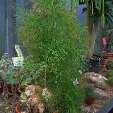 Image result for Bowiea volubilis