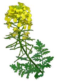 Most are herbaceous plants, though a few are subshrubs growing to 60 cm (24 in) tall. Hierba Pajonera Canariwiki