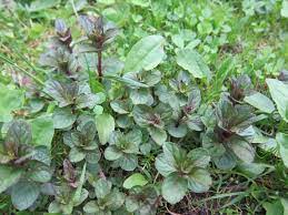 It's possible that this plant usually has entirely green leaves but the very young with orchids, the undersides of the leaves can turn purple if they receive too much sunlight. Mint Diseases And Pests Description Uses Propagation
