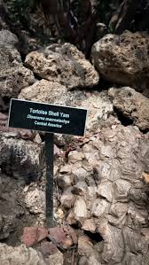 Image result for Lophiocarpus