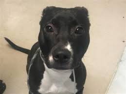 Once pets are safe in the care of our rescue we will work tirelessly to find a forever home. Super Urgent 2 07 18 Puppy Eyes Dog Adoption Animal Activism