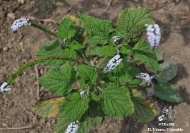 Image result for Heliotropium ciliatum
