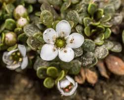 Image result for Samolus