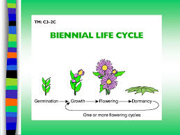 Understanding Plant Life Cycles Ppt Video Online Download