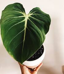 Philodendron Gloriosum Plants Evergreen Plants Jade Plants