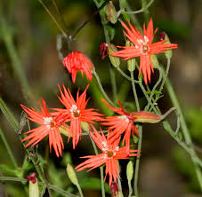 Image result for Polysphaeria lanceolata