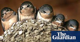 Building a barn swallow nest box is an easy way to support the birds. Thinking Inside The Box Environment The Guardian