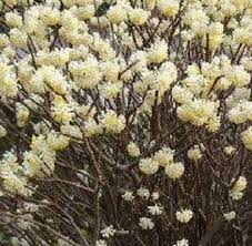 Numerosissime teste piatte di fiori bianchi all'inizio dell'estate e frutti neri a seguire. Fiori Invernali Speciali Fiori Invernali Specie