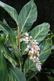 7 Tropical Bulbs For A Summer Garden That Wows Plants Tropical Landscaping Shade Plants
