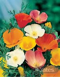 Includes harvesting raw opium from poppies, and how to convert the opium to morphine or heroin. Californian Poppy Sunshine Mix Garden Seeds Yates Australia