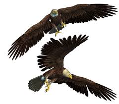 Check spelling or type a new query. Download Eagle Free Png Transparent Image And Clipart
