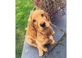 Pin On Puppies For Sale Near Me