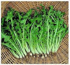 Può essere consumato crudo o cotto e ne esistono rinomate varianti locali; Il Tarassaco Radicchio Selvatico Delizioso Silvio Cicchi