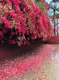 Image result for Bougainvillea