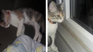 Sari Yavru Disi Kedi Sahiplendirme Ucretsiz Kedi Sahiplendirme