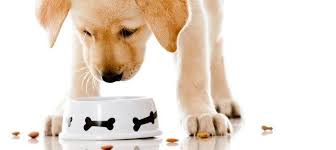 50 best dog food reviews, grain free dry , raw dog food, canned dog food, dehydrated dog food, frozen and/or freeze dried. Top 25 Organic Dog Food Products With Vital Information All Pet Parent Pet Crates Direct