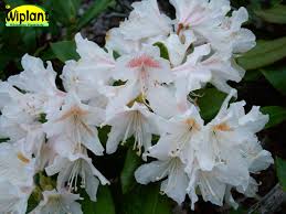 Rhododendron Cunningham S White Tidig Vita Blommor Friskt Grona Blad Hojd 1 M Vita Blommor Blommor Buskar