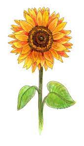 Drawing A Sunflower Sunflower Drawing Flower Drawing Images Sunflower Sketches